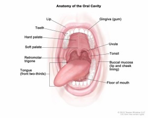 This diagram shows the anatomy of the oral cavity. 